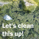 Image shows a thick mat of green algae with the text "Let's clean this up!"